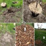 How-to-plant-a-tree (1)